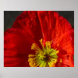 Poster - Orange Corn Poppy Flower