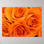 Poster, Orange Roses
