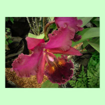 Poster: Orchid with a Gold and Brown Center posters