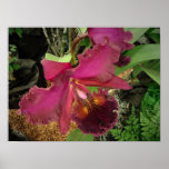 Poster: Orchid with a Gold and Brown Center