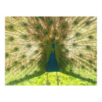 Poster: Peafowl posters