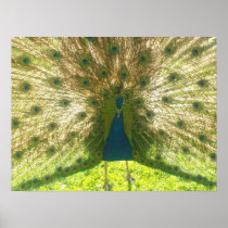 Poster: Peafowl