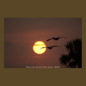 Poster / Pelicans Fly at Sunset posters by moxieann Poster / Pelicans Fly at Sunset posters