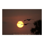 Poster / Pelicans Fly at Sunset