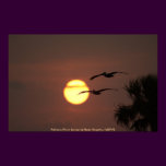 Poster / Pelicans Fly at Sunset