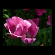 Poster: Pink @ 72nd Street, By. T.Ndip posters