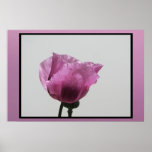 Poster - Pink Corn Poppy