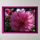 Poster - Pink Dahlia Flower