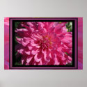 Poster - Pink Dahlia Flower