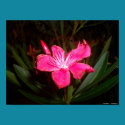 Poster - Pink Flower posters by unclechuckstoys Poster - Pink Flower posters