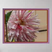 Poster - Pink Mum Flower