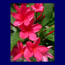 poster - pink plumerias posters