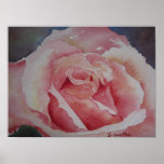 POSTER Pink Rose