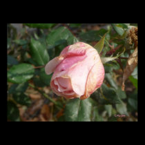 Poster: Pink Rose after the Rain posters