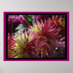 Poster - Pink-White Dahlia Flowers