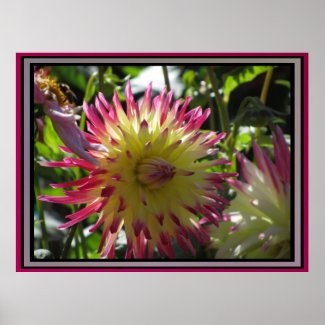 Poster - Pink-Yellow Dahlia Flower