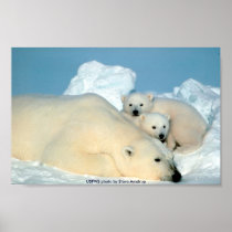 Poster / Polar Bear & Cubs