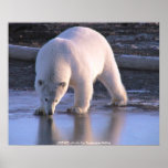 Poster / Polar Bear Yearling