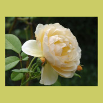 Poster Print - Beautiful Rose posters