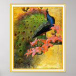 Poster Print: Blue Peacock