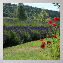 Poster/Print:  Lavender and Poppies
