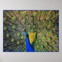 Poster Print:  Peacock