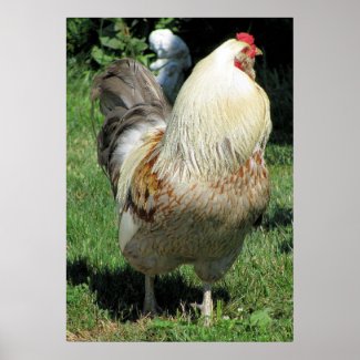 Poster Print Rooster Country Gentleman print