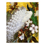 Poster Print: White and Blue Peacocks