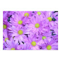Poster, Purple Daisies posters