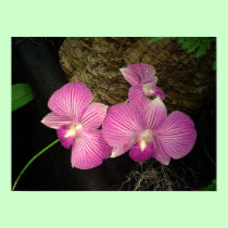 Poster: Purple Striped Orchids posters