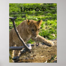 Poster que sube de Cub de león