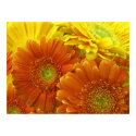 Poster, Red and Orange African Daisies posters