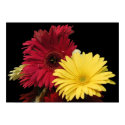 Poster, Red and Yellow African Daisies posters
