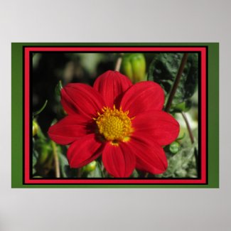 Poster - Red Dahlia Flower