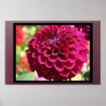 Poster - Red Dahlia Flower