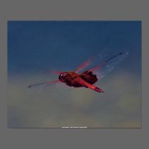 Poster Red Dragonfly - John A Sylvester - Co... posters