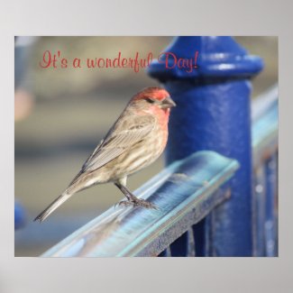 Poster - Red headed sparrow on fence