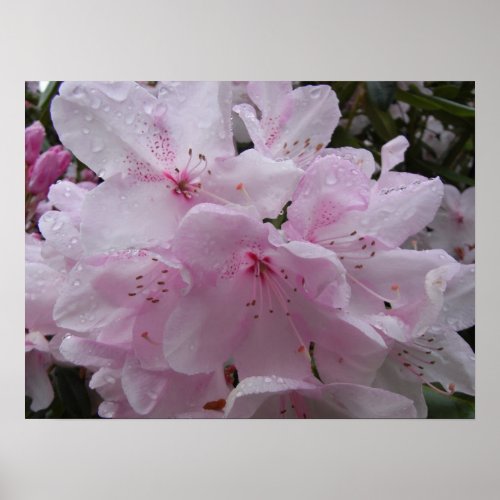 Poster Rhododendrons print