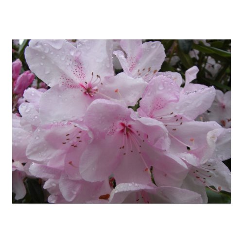 Poster Rhododendrons print