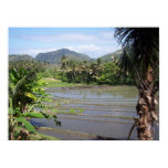 POSTER - Rice Paddies in Bali posters