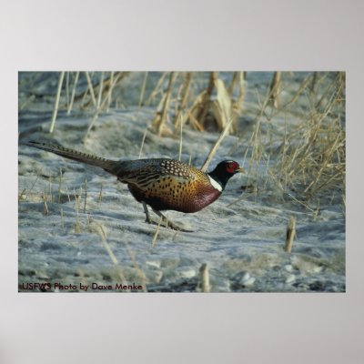 Poster / Ring-necked Pheasant in Snow by moxieann