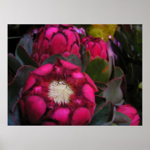 poster rosado del protea