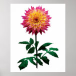 Poster rosado y amarillo de la dalia