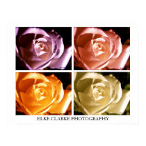 Poster_Rose_ _Elke Clarke Photography posters