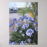Poster / San Diego Tuna Clippers