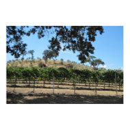 Poster-Sculpterra Vineyard, Paso Robles print