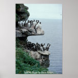 Poster / Sea Birds @ Pribilof Islands, Alaska