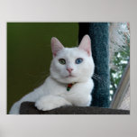 Poster serio de la serenidad