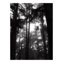Poster - Silver Silence posters by effervescence Poster - Silver Silence posters