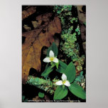 Poster / Snow Trillium